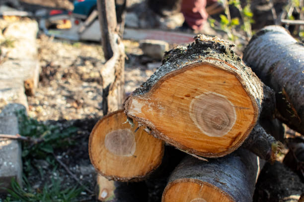 Professional Tree Care in Maltby, WA